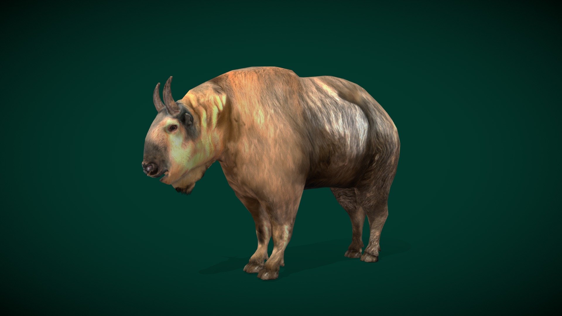 American Male Golden Takin (cattle chamois or gnu goat )Engandered

Budorcas taxicolor bedfordi Animal Mammal Animalia (Tierpark Berlin)Bovidae

1 Draw Calls

Lowpoly 

Game Ready Asset

Subdivision Surface Ready

8- Animations

4K PBR Textures Material

Unreal FBX (Unreal 4,5 Plus)

Unity FBX

Blend File 3.6.5 LTS

USDZ File (AR Ready). Real Scale Dimension (Xcode ,Reality Composer, Keynote Ready)

Textures Files

GLB File (Unreal 5.1 Plus Native Support)


Gltf File ( Spark AR, Lens Studio(SnapChat) , Effector(Tiktok) , Spline, Play Canvas,Omiverse ) Compatible




Triangles -6575   



Faces -3392

Edges -6693

Vertices -3300

Diffuse, Metallic, Roughness , Normal Map ,Specular Map,AO
A male golden takin (Budorcas taxicolor bedfordi) at Tierpark_Berlin in Germany. This species is listed as vulnerable by IUCN.
The takin, also called cattle chamois or gnu goat, is a large species of ungulate of the subfamily Caprinae found in the eastern Himalayas 3d model