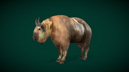 American Male Golden Takin (Lowpoly) goat, animals, wild, mammal, zoo, nature, game-ready, wildlife, animations, game-asset, endangered, animalia, lowpoly, creature, bovidae, nyilonelycompany, takin, noai, golden-takin, american-takin, gnu-goat, male-golden-takin, budorcas, taxicolor-bedfordi, tierpark_berlin, cattle-chamois