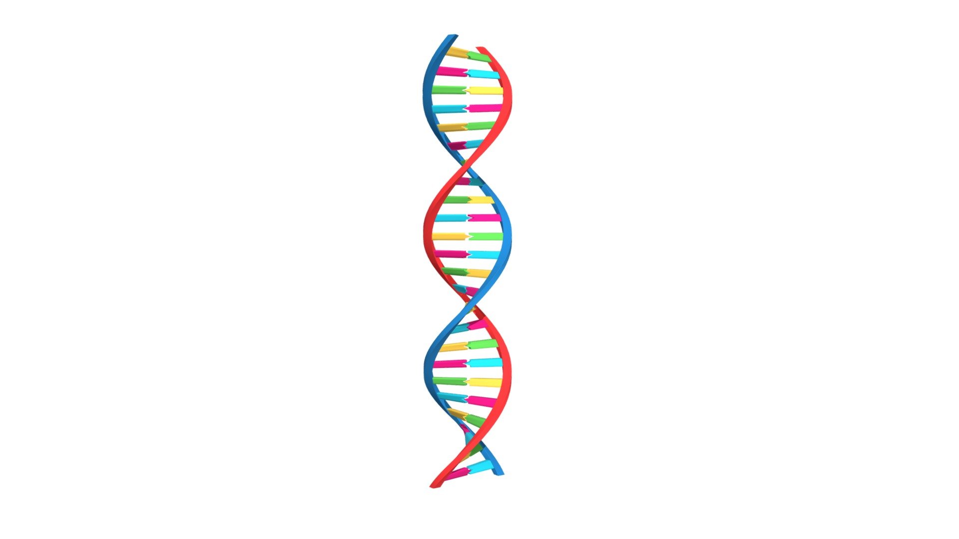 DNA 3D model with spin animation 3d model