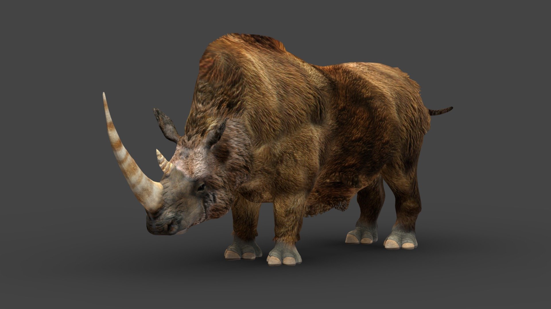 Woolly rhino (Coelodonta antiquitatis) rigged model



The model has textures and retopology.
It is rigged and useful for animation and Game-character creation.

If you liked the model, please, leave a positive review! - Woolly Rhinoceros - Rigged - Buy Royalty Free 3D model by Iofry 3d model