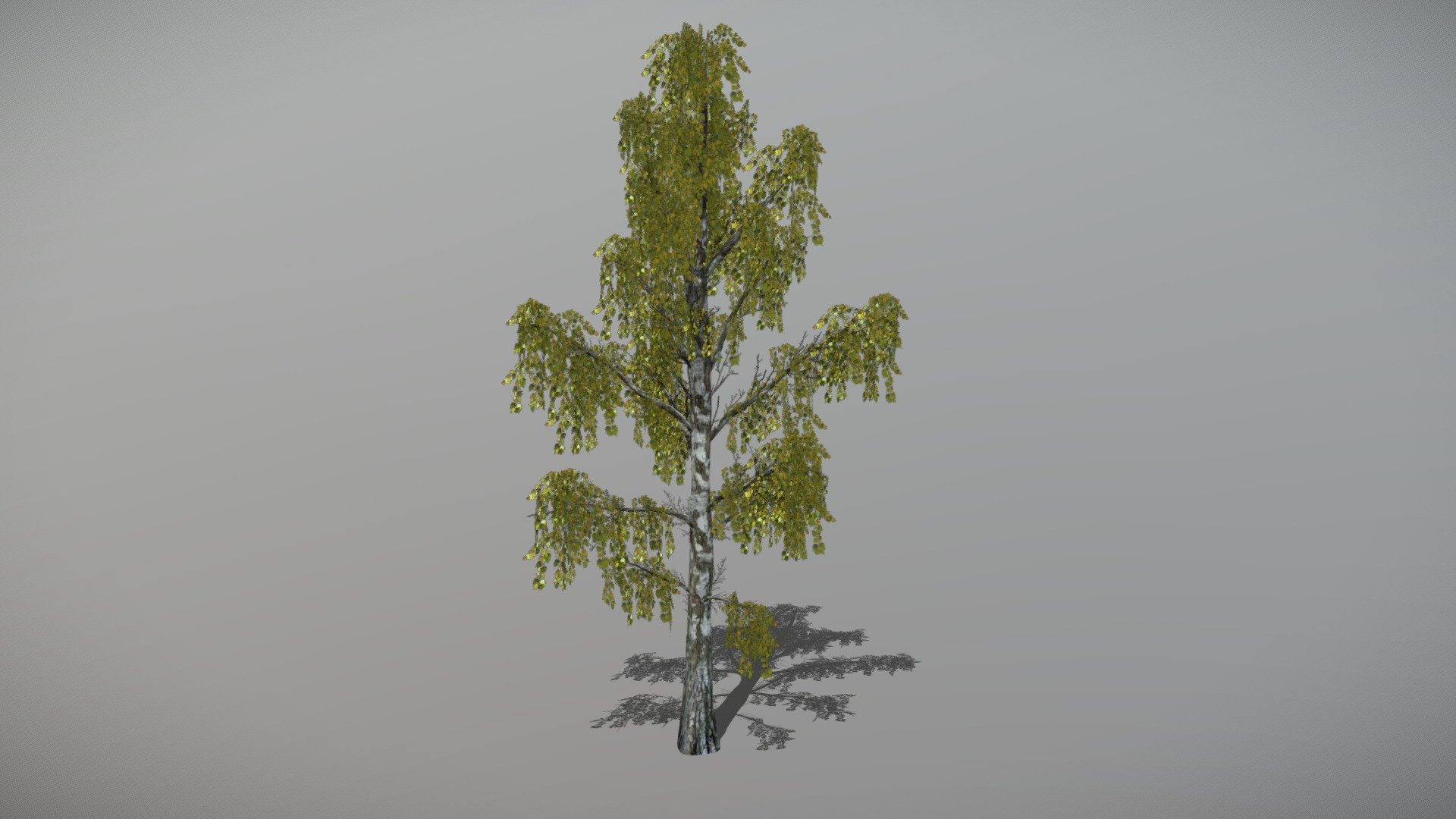 Animated Birch tree + FBX LOD Model

• LOD0 = 4,039 Tris

• LOD1 = 2,019 Tris

• LOD2 = 1,185 Tris
 - Birch 3 (Animated Tree) - Buy Royalty Free 3D model by bsp 3d model