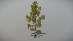 Birch 3 (Animated Tree) trees, tree, plant, forest, plants, vegetation, foliage, nature, woods, birch, 3d, blender, blender3d, model, animated, environment, noai