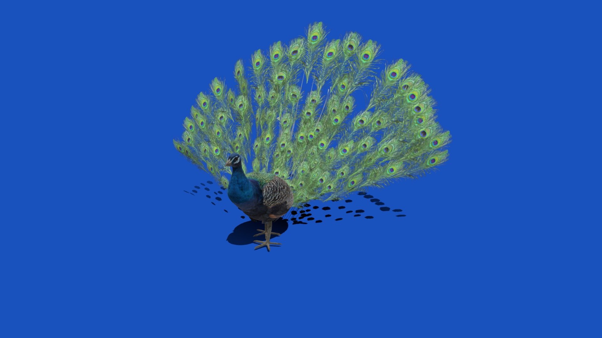 For Store
Peacock is a common name for three bird species in the genera Pavo and Afropavo within the tribe Pavonini of the family Phasianidae, the pheasants and their allies.

Buy model here

 - Peacock - 3D model by Beautiful Animals (nyilonelycompany + theappgod) (@beautifulanimals) 3d model