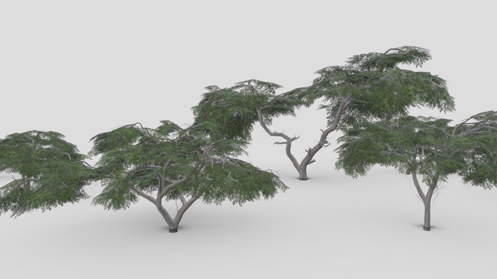 I tried to work on Acacia Tree 3D model. This is a 3D low poly pack of Acacia Tree. This 3D low poly collection contains 12 3D models of Acacia Tree 3d model