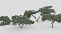 Acacia Tree- Full Pack- 07 