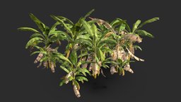 Banana Tree Asset 03 tree, plant, grass, lod, tropical, palm, exotic, banana, leaf, props, nature, game-ready, asset, pbr, environment