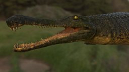 Sarcosuchus crocodile, alligator, dinosaur, sarcosuchus