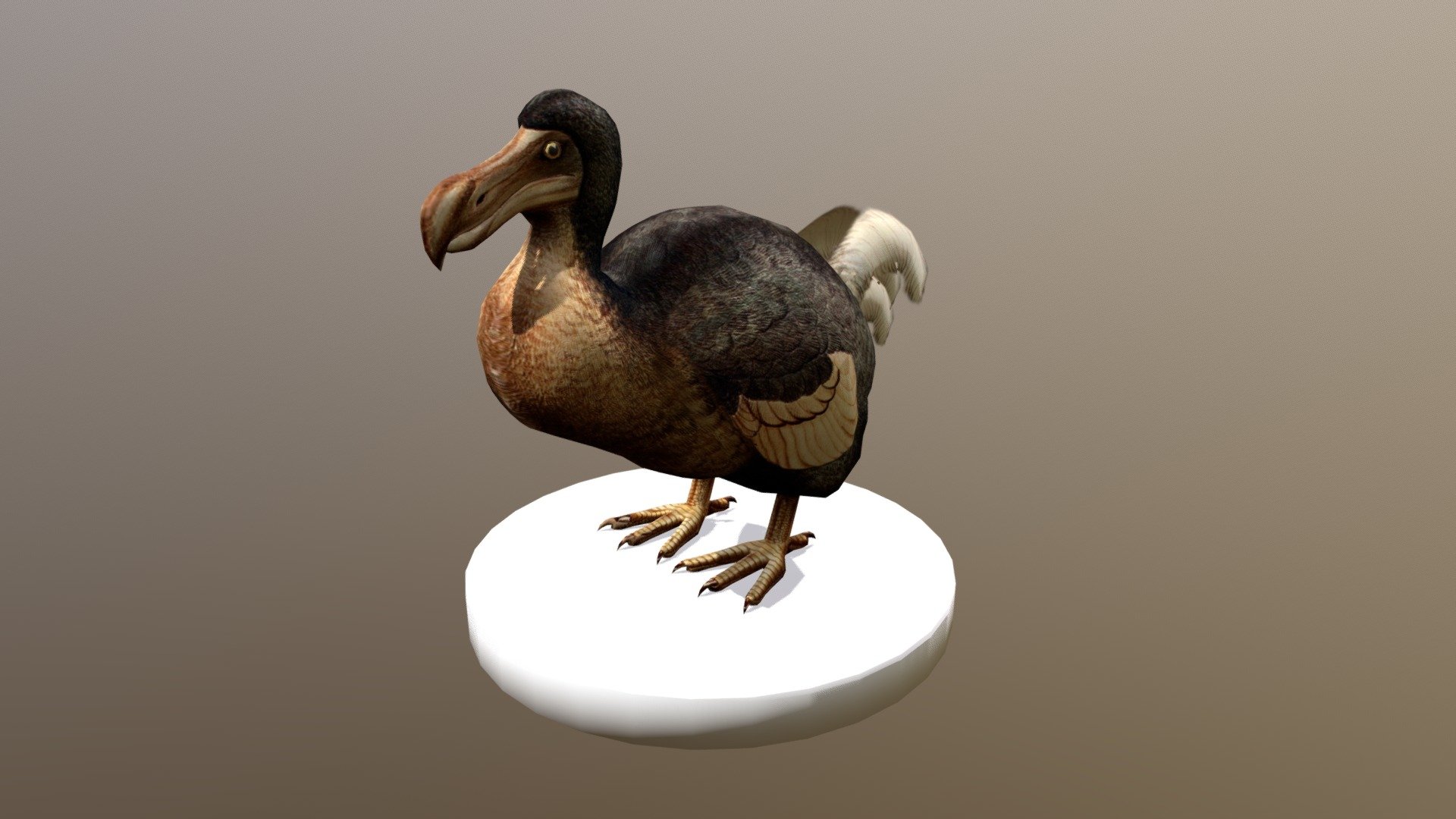 This Dodo Bird illustration is based on Walter Rothschild's book titled Extinct Birds. Please note that this depiction of Dodo Bird is incorrect today based on recent paleontological researches.

The texture is based on Frederick William Frohawk's reconstruction of the illustration on said book.

Both the original book and the illustration reconstruction are in public domain and taken from Wikimedia Commons.

Click here for more details 3d model