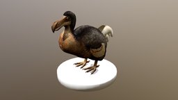 Dodo dodo, bird, extinct