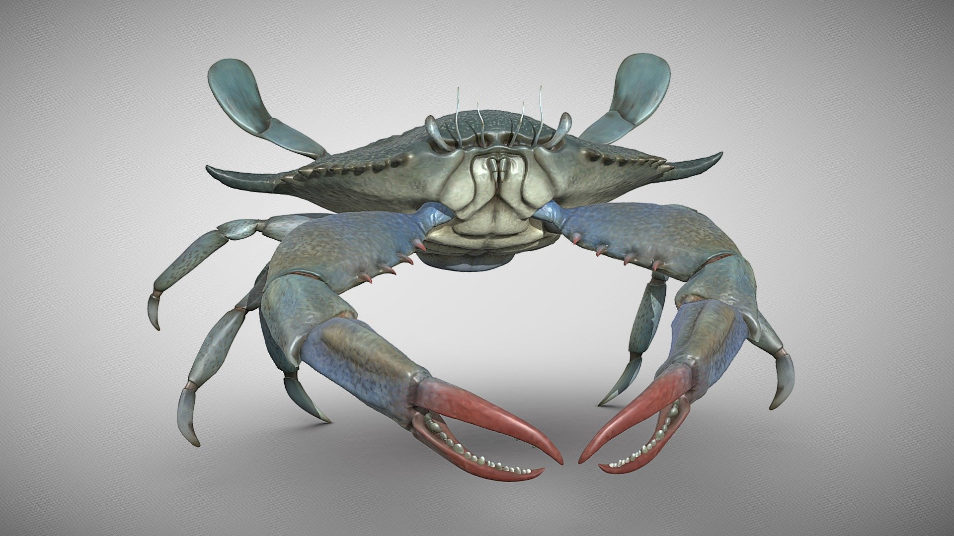 Simply&hellip;a crab. A female blue crab done for practice. It is just a decimated polypainted mesh, so you can print it or use it as some sort of prop. Enjoy!! - Blue crab - Download Free 3D model by C.J..Goldman 3d model