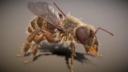 Bee Rigged PBR Low-poly insect, bug, bee, hymenoptera, entomology, insecta, arthropoda, arthropods, animalia, animal