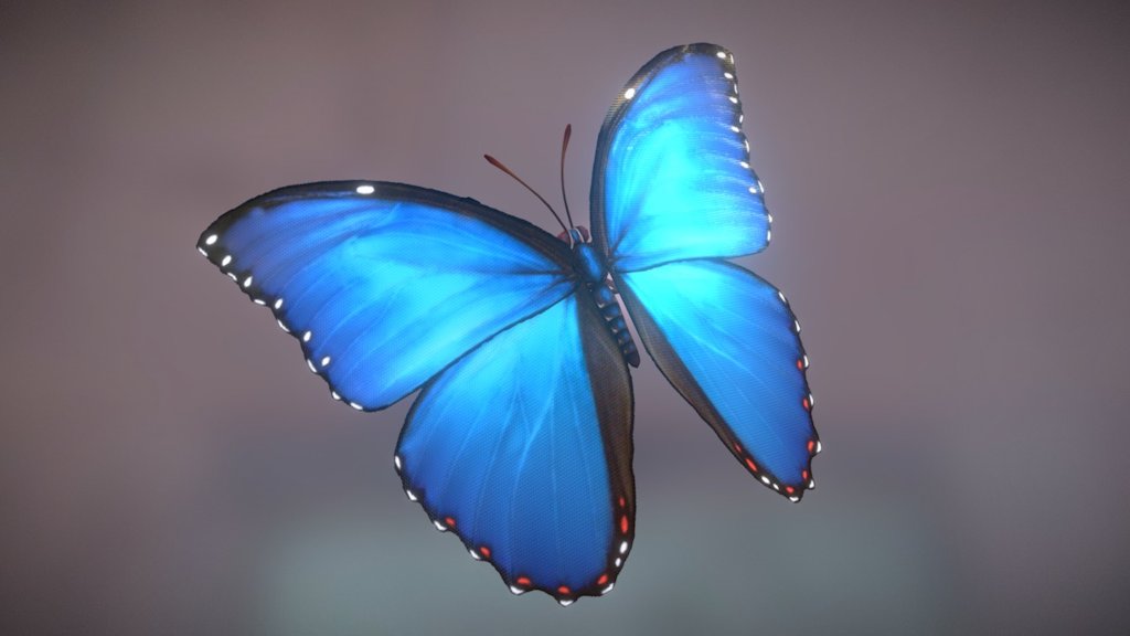 Fun facts:
(1) The metallic blue color is not a result of pigmentation, but is an example of iridescence through structural coloration.
(2) The iridescent lamellae are only present on the dorsal sides of their wings, leaving the ventral sides brown, with some decorative ocelli (eyespots).
(Above fun facts are plagiarized from the Morpho page on Wikipedia.) - Blue Morpho Butterfly - 3D model by hinxlinx 3d model