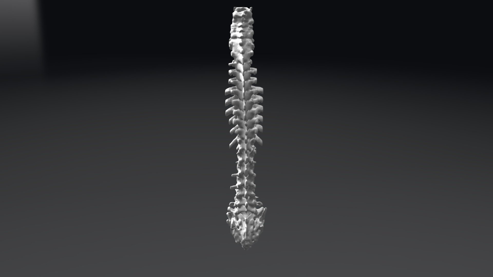Credit goes to APIL, toronto. All Rights Reserved - Human-spine-from-ct - 3D model by Littlehospitals 3d model