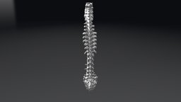 Human-spine-from-ct 