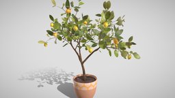 Lemon tree in a pot (3D) tree, plant, fruit, pot, orange, detailed, realistic, nature, citrus, lemon, houseplant, pottedplant, 3d, model, leaves, interior