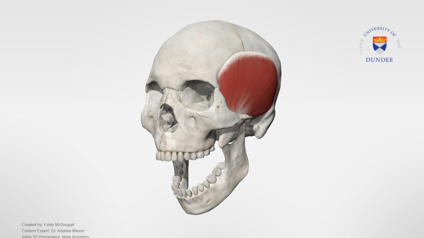 The temporalis muscle is one of the muscles of mastication. This muscle elevates and retracts the mandible to close the jaw.

Created by The University of Dundee, School of Dentistry - Temporalis Muscle - 3D model by University of Dundee, School of Dentistry (@DundeeDental) 3d model