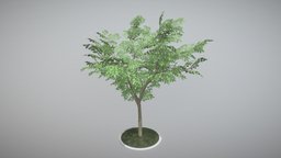 Rowan Tree tree, flora, baum, summer, vegetation, game-ready, blender-3d, vis-all-3d, 12-meter, eberesche, 3dhaupt, low-poly, lowpoly