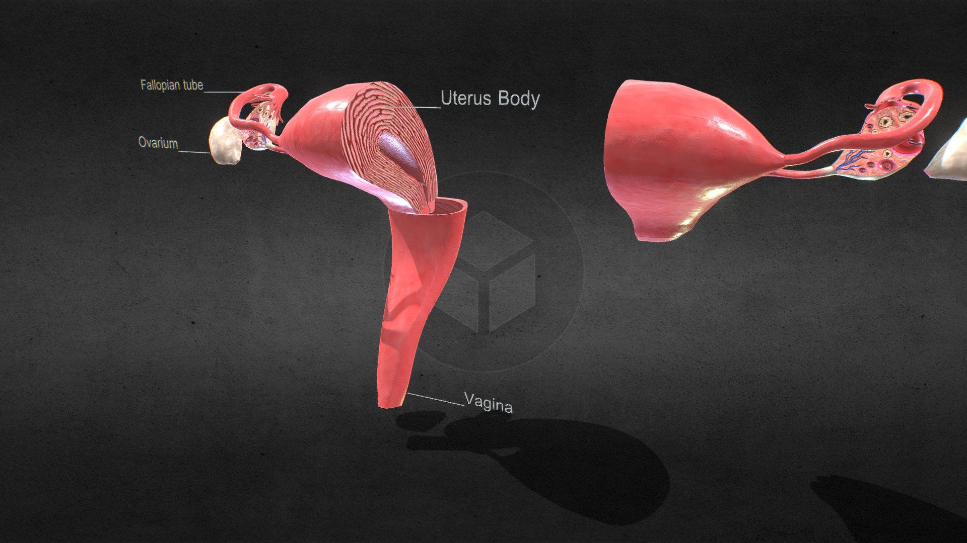 Uterus with anatomic cut






No errors or missing files

High-quality polygonal model

No N-GONS Faces

This model is created in polygon quad &amp; tri with good edge flow, So you can edit and change it according to your requirements.

correctly scaled accurate representation of the original object.

If Neccesory HDR Light Map is included.

PBR textures are included.

Objects are grouped and named

The scene is well arranged (proper layer and group)

Objects, materials, and textures are named.

Poly Details:

Units: Centimeters
Polys counts: 12354
Vertices counts: 12442

Formats:

3Ds Max 2014 _V-Ray
3Ds Max 2014 _Scanline
Maya 2016_V-Ray
Cinema 4D R20 _Standard
FBX_Embed
OBJ
3Ds

Every model has been checked with the appropriate software

Textures:

Uterus x 8.png **** 4096x4096

[Diffuse, Base color, Normal, Specular, Glossiness, Roughness, AO, Metallic ] - Uterus With Anatomic Cut - Buy Royalty Free 3D model by 3D4SCI 3d model