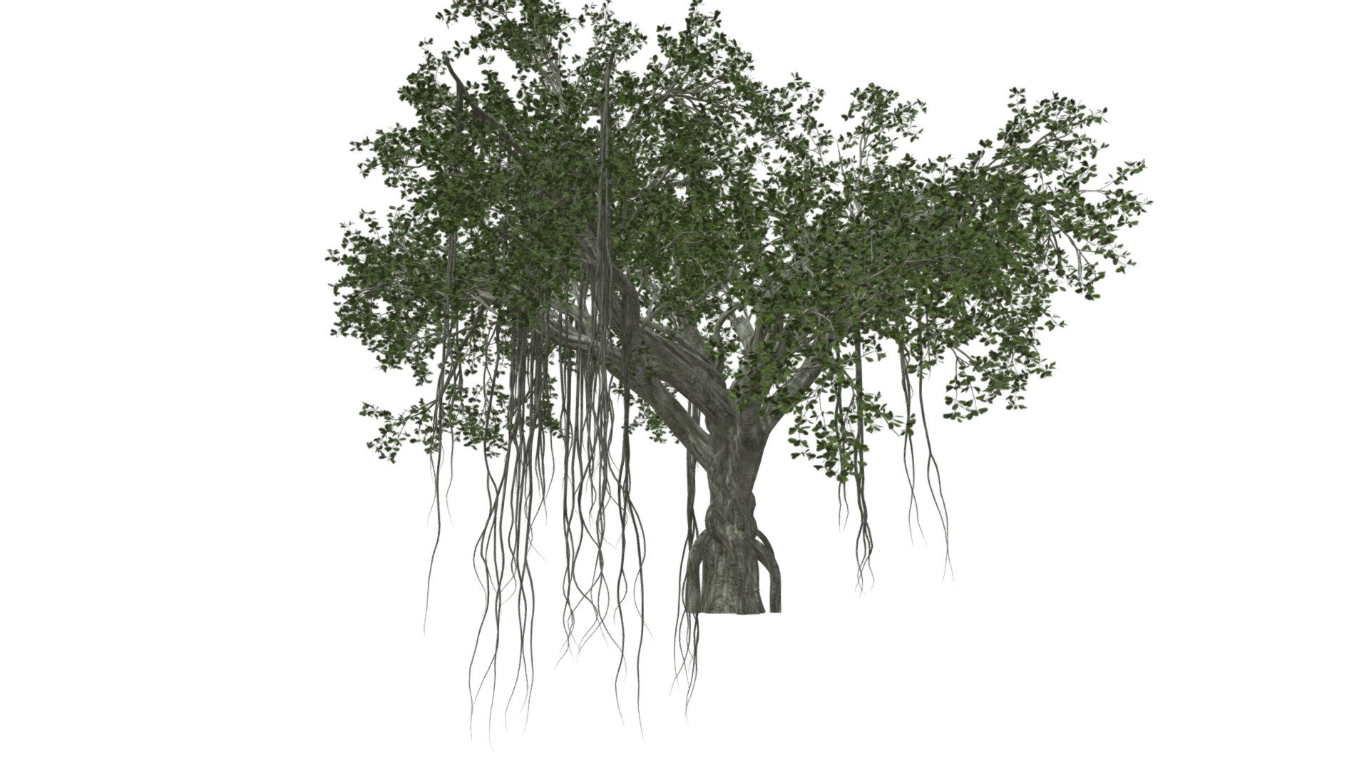This 3D model of the Chinese Banyan Tree is a highly detailed and photorealistic option suitable for architectural, landscaping, and video game projects. The model is designed with carefully crafted textures that mimic the natural beauty of a real Chinese Banyan Tree. Its versatility allows it to bring a touch of realism to any project, whether it's a small architectural rendering or a large-scale landscape design. Additionally, the model is optimized for performance and features efficient UV mapping. This photorealistic 3D model is the perfect solution for architects, landscapers, and game developers who want to enhance the visual experience of their project with a highly detailed, photorealistic Chinese Banyan Tree 3d model