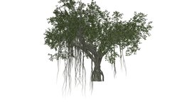 Chinese Banyan Tree #06