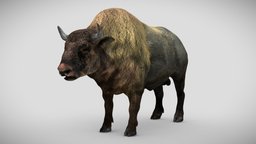 Bison textured cow, forest, animals, buffalo, deer, hunting, bull, canada, stag, hunt, npc, nature, bison, doe, herbivore, game-asset, bos, game-character, ungulate, alce, rigged-model, animalia, game, gameasset, animal, bison-horn, artiodactyla, artiodactyl, ungulates