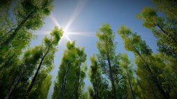 Long Trees Collection tree, grass, vegetation, lopoly, foilage, treetrunk, lowpolymodel, gamereadyasset, bledner3d, naturescene, treemodel, low-poly, nature-assets, foresttree, naturescenery, long-tree
