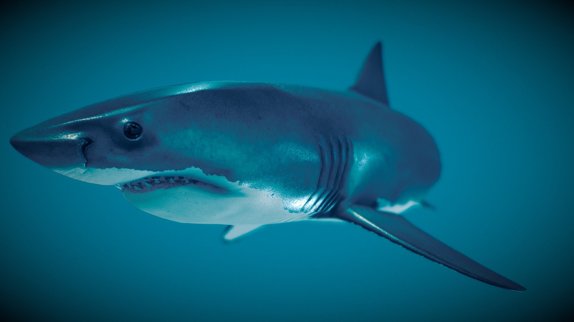 The great white shark (Carcharodon carcharias) is an iconic and formidable apex predator inhabiting the world's oceans. Recognized for its distinctive appearance, featuring a streamlined body, powerful tail, and a set of razor-sharp, serrated teeth, this species commands both fear and fascination 3d model