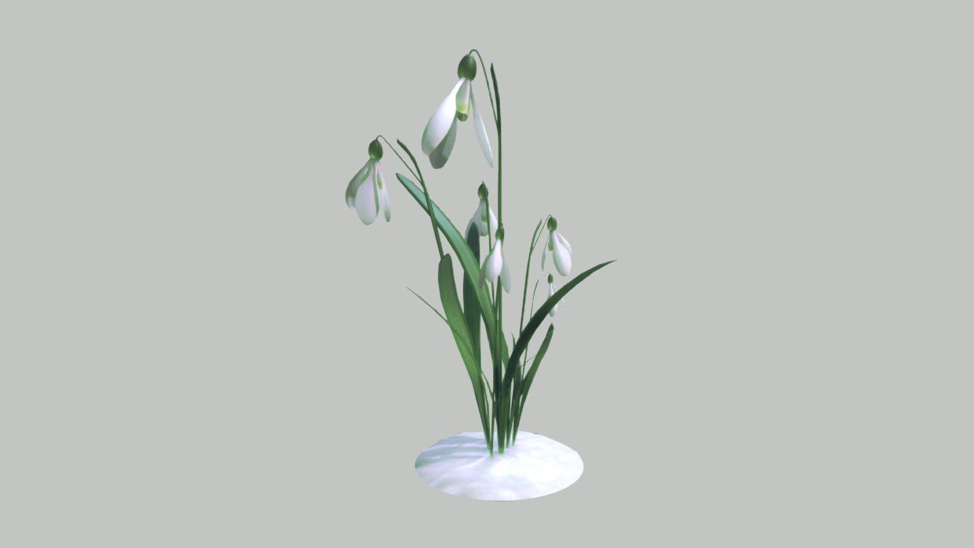 A small and beautiful winter flower galanthus. Made in 3ds Max 3d model