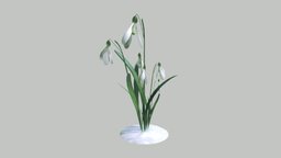 Galanthus (Snowdrop) plant, flower, flowers, snow, snowdrop, galanthus, noai, sketchfabweeklychallenge2023