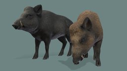 Boar textures forest, pig, wild, boar, hog, swine