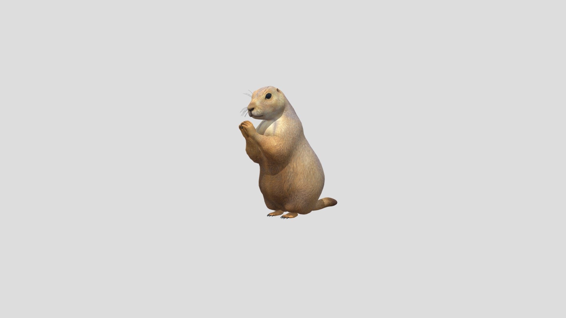 We used this 3D model for the augmented reality filter of the Museo del Desierto.

To see more, enter the Instagram of the Museo del Desierto @museodeldesierto - Prairie Dog - 3D model by Christian.Peralta 3d model