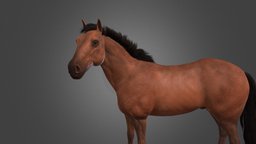 High detailed brown horse