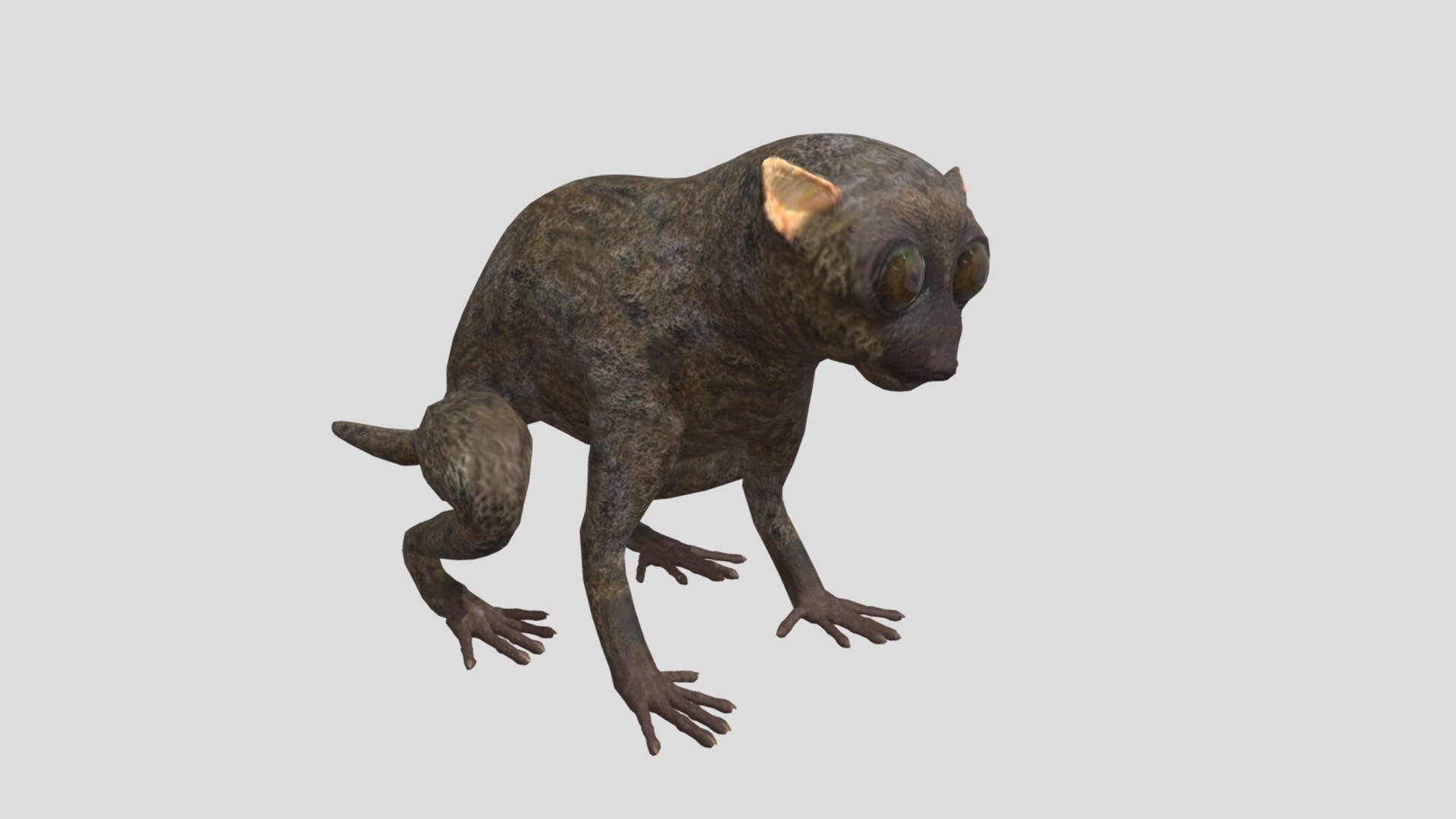 Digital 3d model of Tarsier monkey.

The product includes:

-The model is one single object




All textures and materials are mapped in every format.

-Textures JPEG- color,normal and roughness maps

-Texture size 2048 x 2048 pxls.




No special plugin needed to open scene.
 - Tarsier - Buy Royalty Free 3D model by rmilushev 3d model