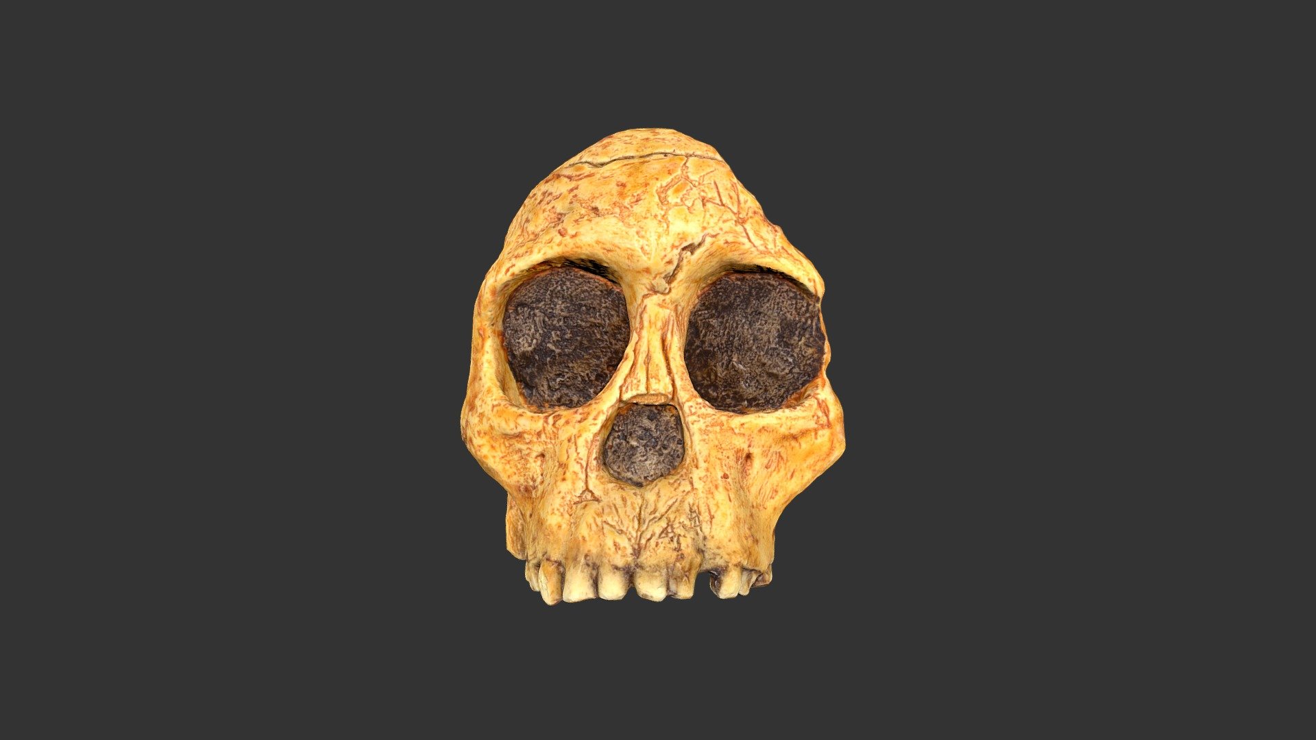 Australopithecus africanus 

Location: Taung, South Africa. 

Age: 2.5 million years ago. 

Material: epoxy resin cast.

Dimensions: length, 67 mm; width, 79 mm; height, 87 mm.

Notes: RLA catalog no. 2501.1rp11-2 (cast).  Fossil discovered in 1924 by Raymond Dart.  Cranial facial bones of juvenile approximately 5 years old at death.  Named Taung 1 or Taung Child.  Cast made by Bone Clones, Inc.  From the teaching collection of the Research Laboratories of Archaeology, University of North Carolina at Chapel Hill.  Model by Aidan Paul 3d model
