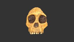 Australopithecus africanus (Taung)(2501.1rp11-2) metashape, agisoft