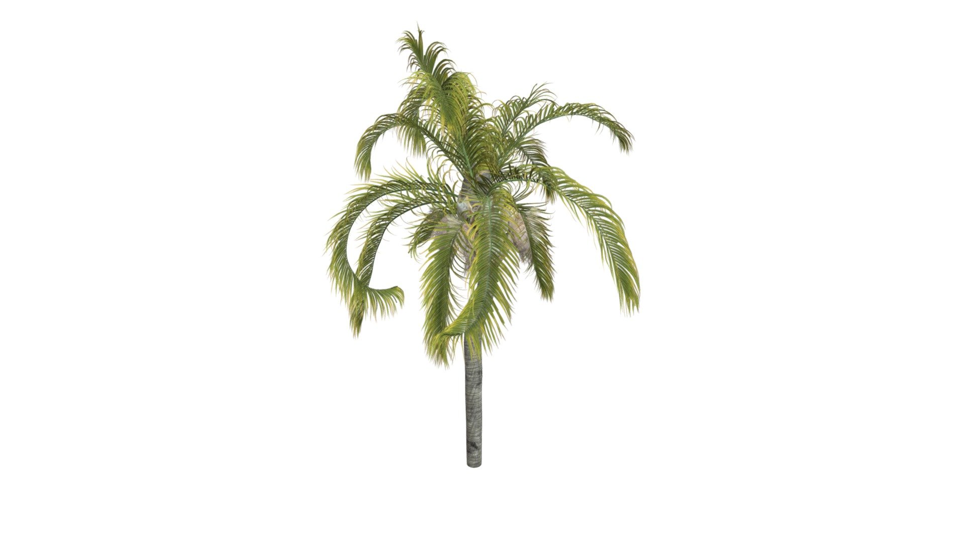 This 3D model of the Queen Palm Tree is a highly detailed and photorealistic option suitable for architectural, landscaping, and video game projects. The model is designed with carefully crafted textures that mimic the natural beauty of a real Queen Palm Tree. Its versatility allows it to bring a touch of realism to any project, whether it’s a small architectural rendering or a large-scale landscape design. Additionally, the model is optimized for performance and features efficient UV mapping. This photorealistic 3D model is the perfect solution for architects, landscapers, and game developers who want to enhance the visual experience of their project with a highly detailed, photorealistic Queen Palm Tree 3d model