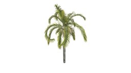 Queen Palm Tree #03
