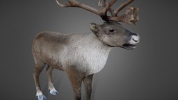 Reindeer horns, deer, fur, reindeer, caribou, arctic, low-poly, pbr, animal, rangifer, tarandus