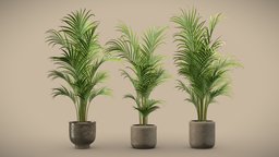 Dypsis Lutescens Set pot, tropical, palm, painted, concrete, indoor, exotic, potted, metal, dypsis, areca, lutescens, interior, arecaceae