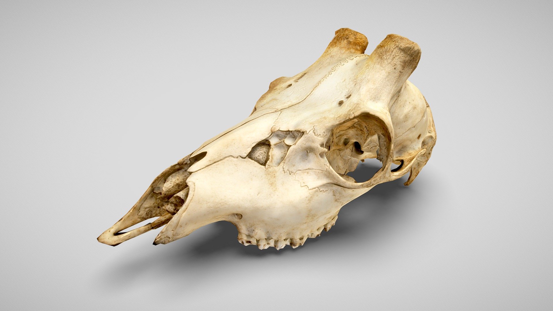 The skull of a roe deer, Capreolus capreolus. Missing the mandible and absent any antlers. Found by a roadside in the North York Moors, presumably the victim of a car. Perfect for fiddling about with photogrammetry. Pushed the poly count down, trying to make some more useful assets in a studio setting.

70 images shot with an Olympus DLSR. Processed in Metashape 3d model