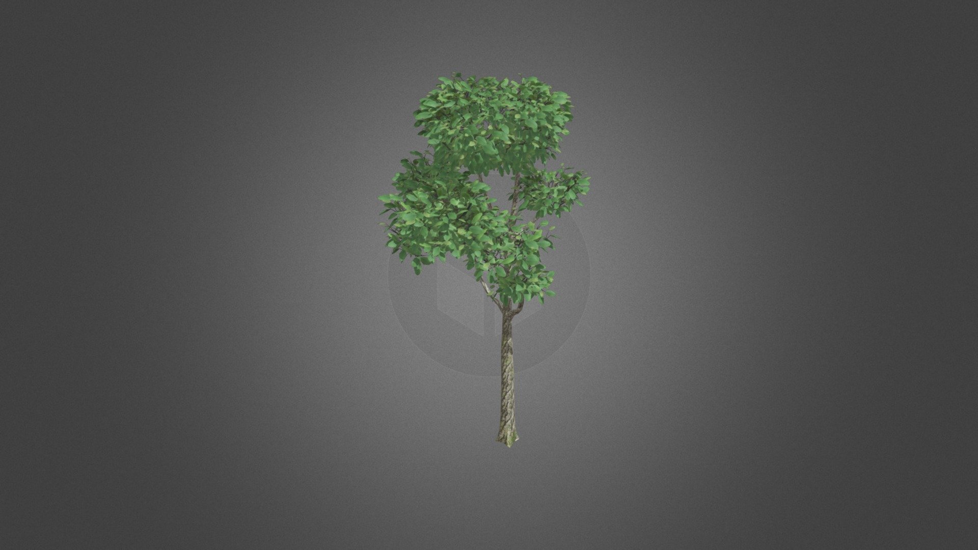 tree plant - tree plant - Buy Royalty Free 3D model by misitewang 3d model