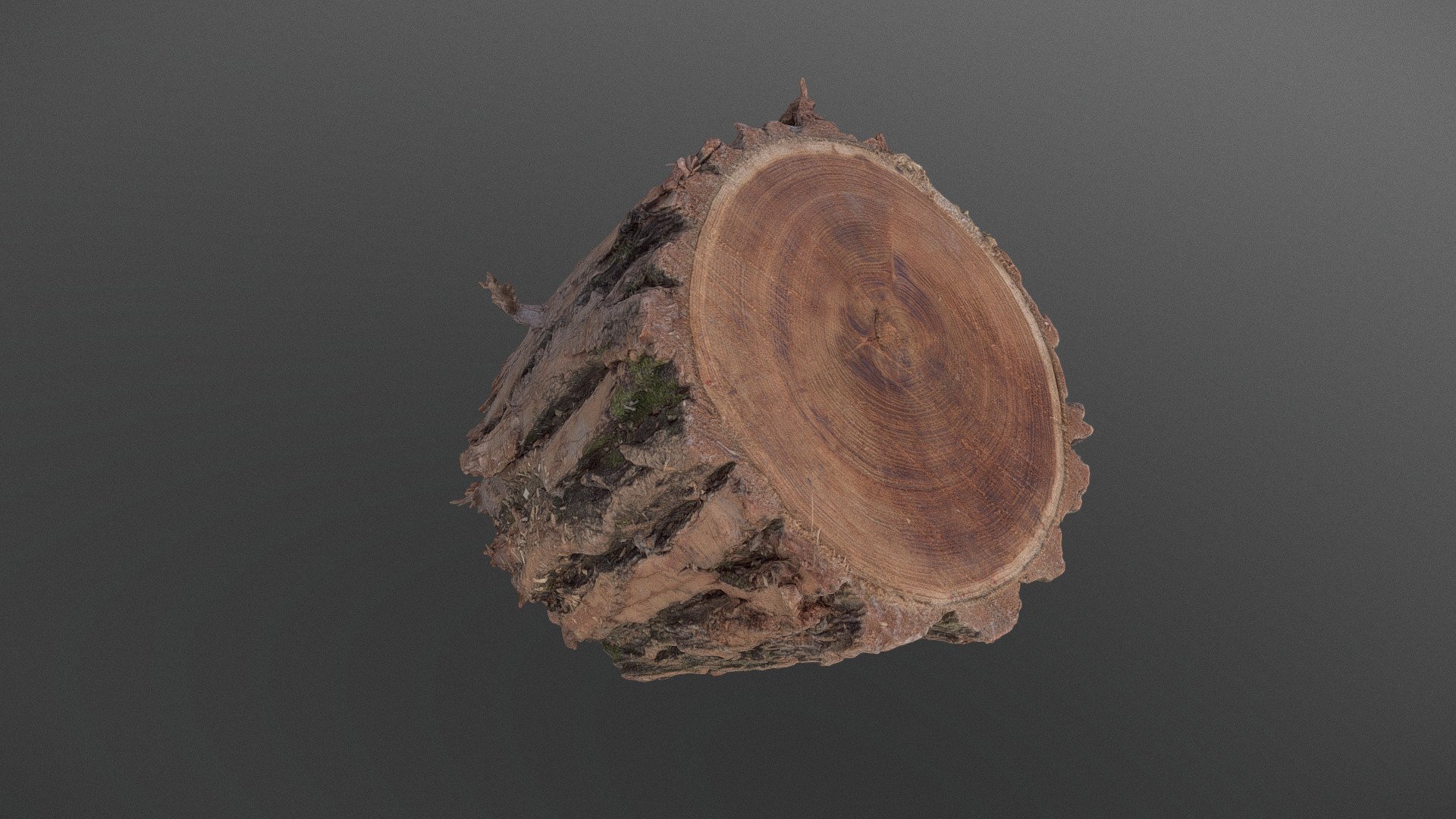Thick bark Willow tree log paling stake lumber wood log chopping cut firewood timber lumber 

photogrammetry scan (120x36MP), 2x8K textures - Thick bark Willow log - Buy Royalty Free 3D model by matousekfoto 3d model