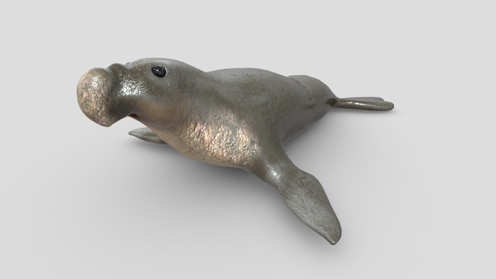 Elephant Seal 3D Model by ChakkitPP.


This model was developed in Blender 2.90.1
Unwrapped Non-overlapping and UV Mapping
Beveled Smooth Edges.

No Plugins used.



High Quality 3D Model.


High Resolution Textures.

Polygons 3701 / Vertices 3706

Textures Detail :


2K PBR textures : Base Color / Height / Metallic / Normal / Roughness / AO

File Includes : 


fbx, obj / mtl, stl, blend
 - Elephant Seal - Buy Royalty Free 3D model by ChakkitPP 3d model