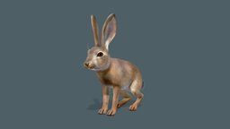 Hare rabbit, forest, cute, grey, wild, ears, young, hare, noai, leveret