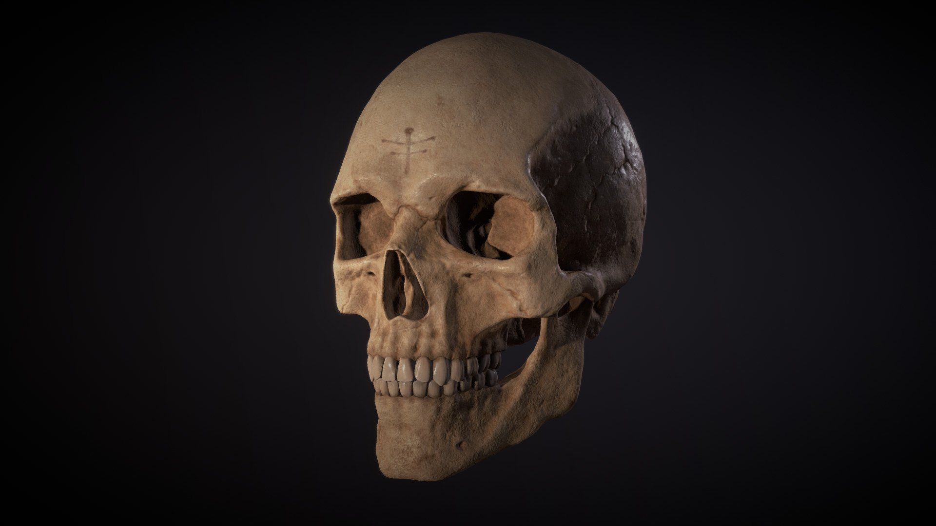 Skull anatomy study - Skull - Buy Royalty Free 3D model by weronika.p (@weronika.p77) 3d model