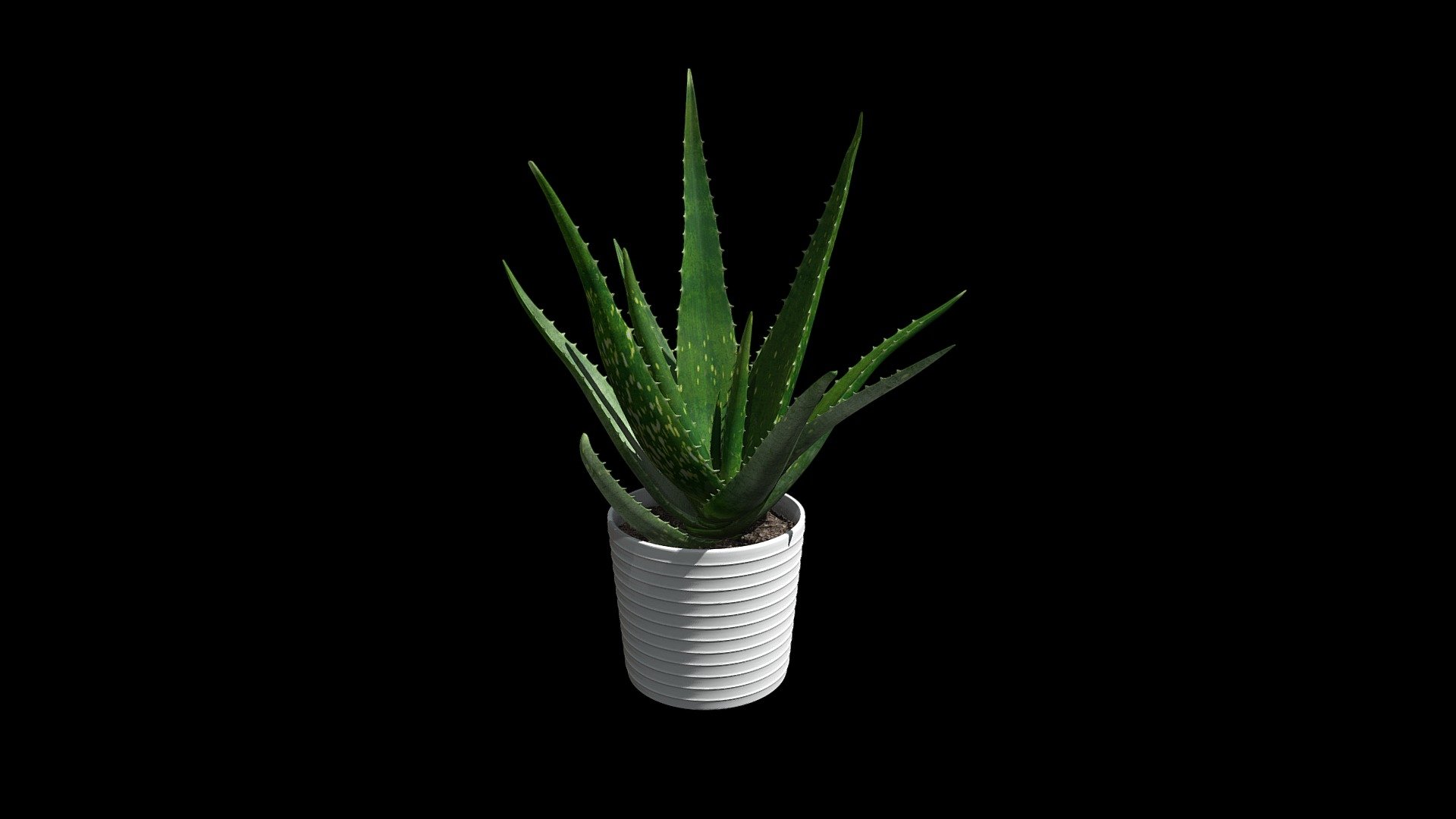 Find on Poliigon.com at https://www.poliigon.com/texture/plant-aloe-vera-001 - Plant Aloe Vera 001 - 3D model by Poliigon.com (@poliigon) 3d model