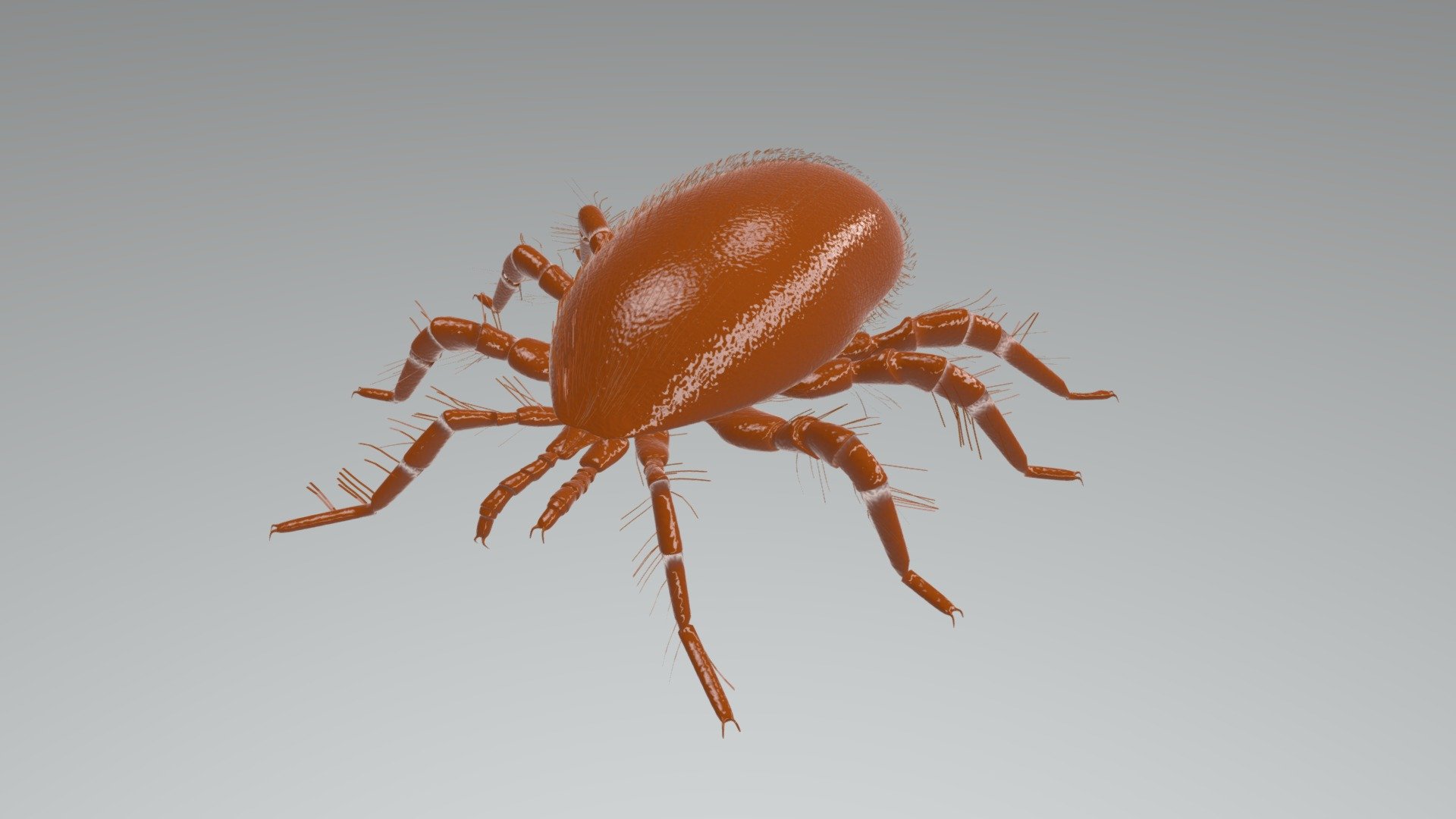 A mite parasitic to honeybees 3d model