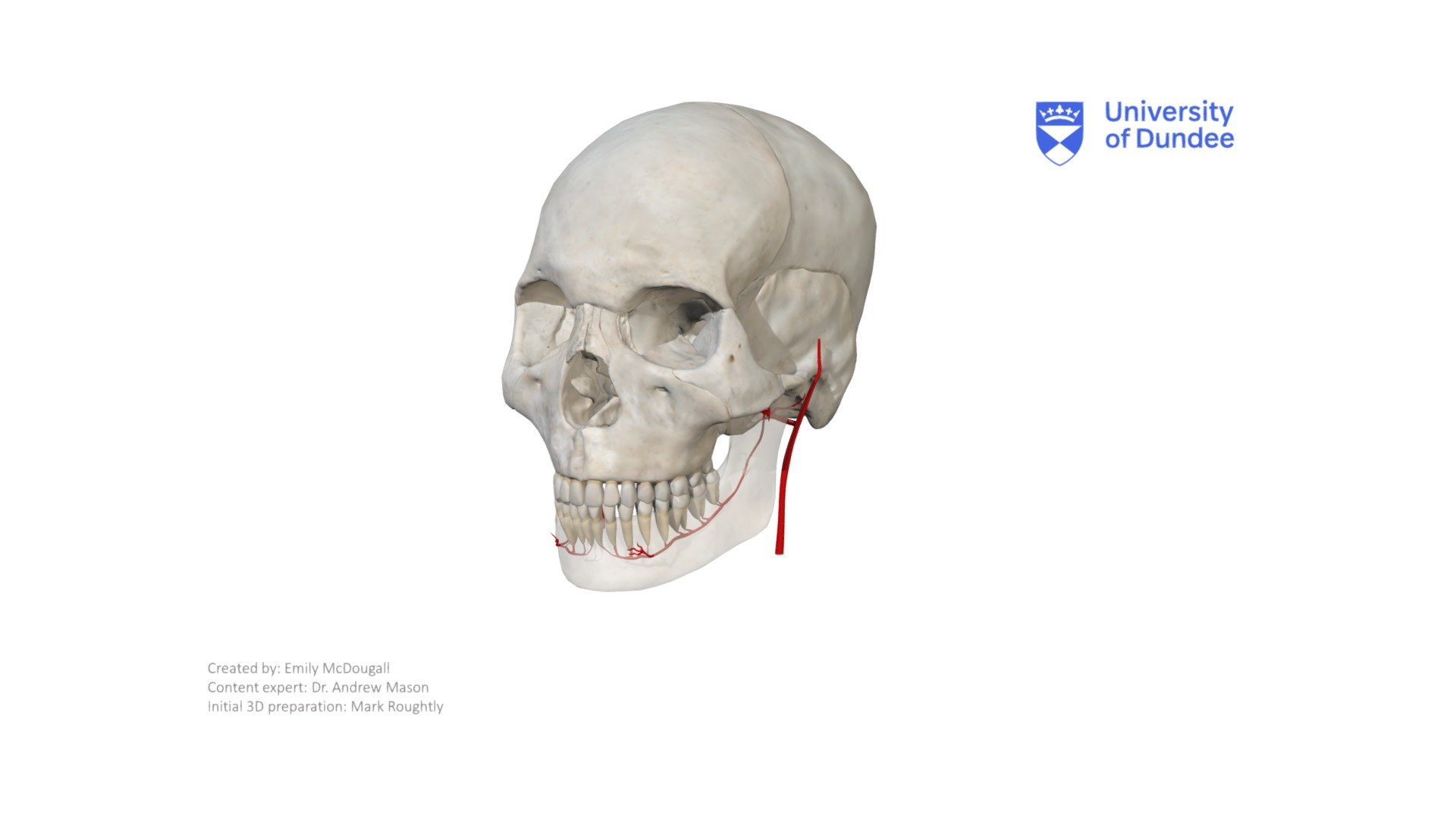 The blood supply to the Temporomandibular Joint.

Created by The University of Dundee, School of Dentistry - Blood Supply to the TMJ - 3D model by University of Dundee, School of Dentistry (@DundeeDental) 3d model