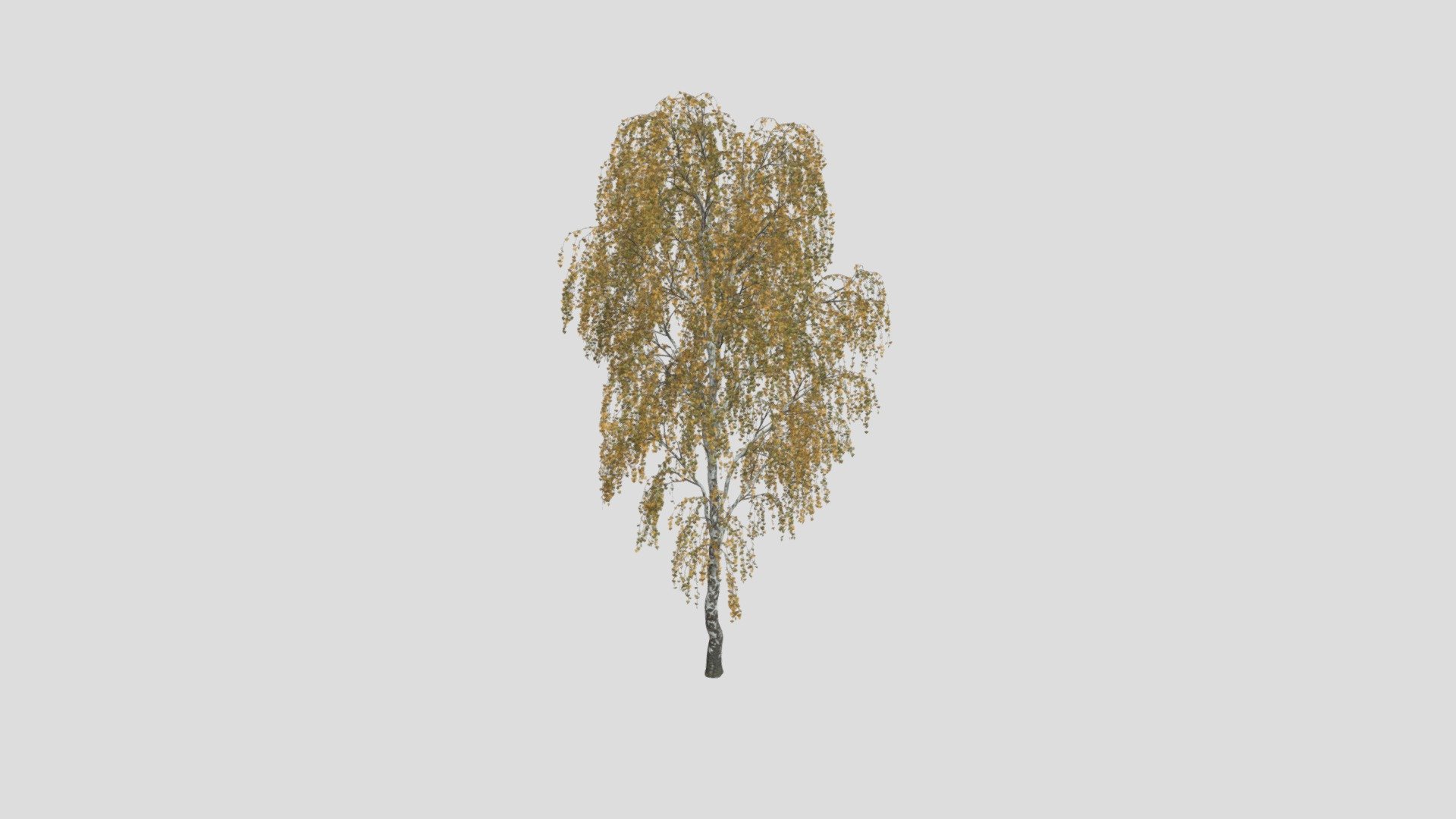 Highly detailed 3d model of autumn birch tree with textures, shaders and materials. It is ready to use, just put it into your scene 3d model