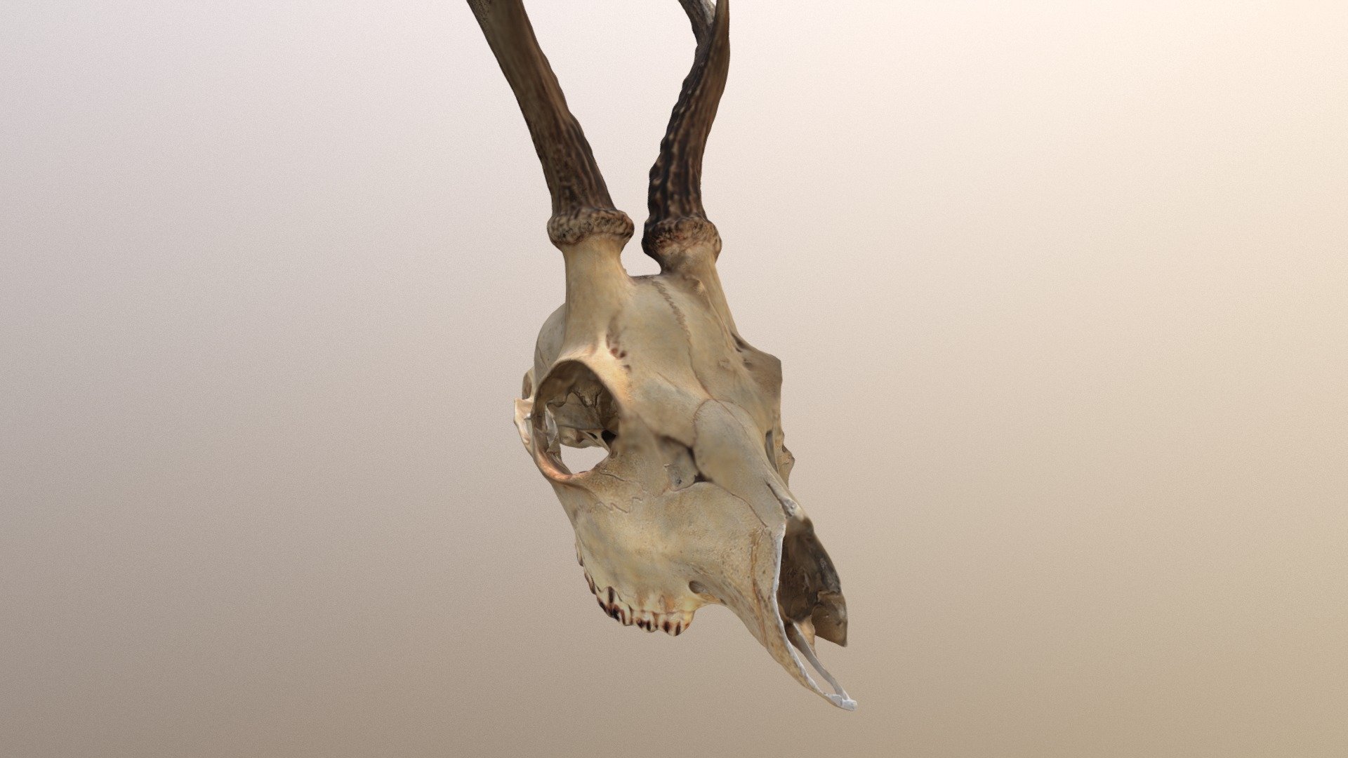 Photogrametry model of a roe deer skull 3d model